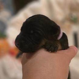 Bellini Luna Rosa Elite Von Haus (Lavender Collar) - Black and red female German Shepherd puppy in Grants Pass, Oregon from Elite Von Haus German Shepherds