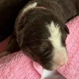 Bright Pink Collar - Red tri-color female Australian Shepherd puppy in Selma, North Carolina from Eon's Aussies