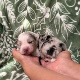 Snoopy - Blue merle male Australian Shepherd puppy in Fresno, California from Luna Lane Aussies