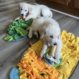 Golden Retriever Puppies from Mia Ragazza Golden Retrievers