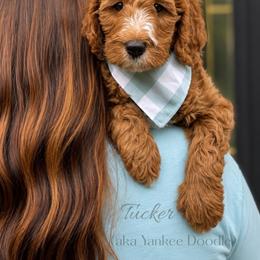 Yankee Doodle - Red  male Goldendoodle puppy in State Road, North Carolina from Must Love Doodles