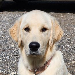 Tessa - Golden Retriever
