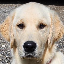 Tessa - Golden Retriever