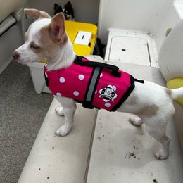 Tilly - Chihuahua