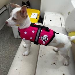 Tilly - Chihuahua