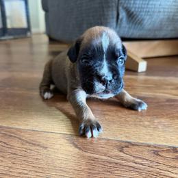 Boy 1 - Fawn male Boxer puppy in Prestonsburg, Kentucky from Bre’s Boxers
