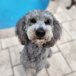 London - Goldendoodle