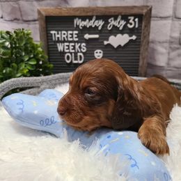 Dachshund Puppies from Mini Dachshunds of Northeast Arkansas