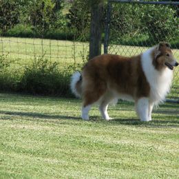 Collie All Grown Up from Sheranda Collies