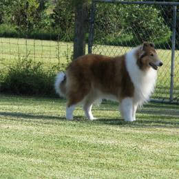 Collie All Grown Up from Sheranda Collies