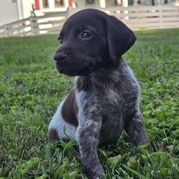 German Shorthaired Pointer puppies from Erin McGhee