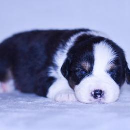 Isla - Black tri-color female Australian Shepherd puppy in Easton, Missouri from MMA Kennel