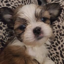 Shih Tzu Puppies from Trinity Shihtzu's So Calif