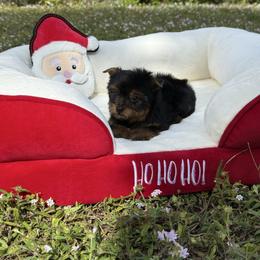Ruby 1.11 pounds - Black and gold female Yorkshire Terrier puppy in North Naples, Florida from Moon Ranch Puppies