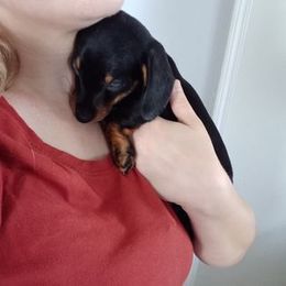 Dachshund Puppies from White River Valley Kennel