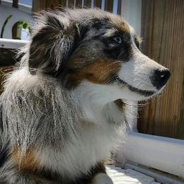 Miniature Australian Shepherds and Toy Australian Shepherds from Stoney Brook Aussies