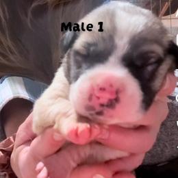 Male 1 - Fawn male Anatolian Shepherd Dog puppy in Daggett, Michigan from T&S Anatolians