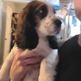 English Springer Spaniel Puppies from Savannah River Springers