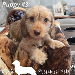 Puppy 3 - Red female Dachshund puppy in Anamosa, Iowa from Melsh Precious Pets