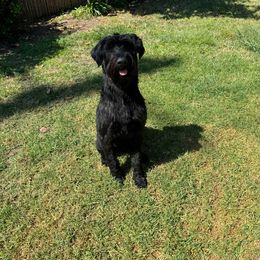 Ruby - Giant Schnauzer