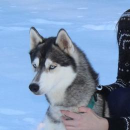 Sakara - Siberian Husky