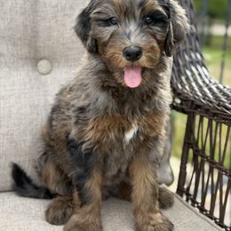 Girl 4 - Merle female Goldendoodle puppy in Oklahoma from Wilson Family Doodles LLC