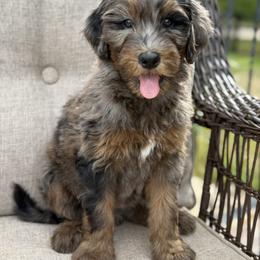 Girl 4 - Merle female Goldendoodle puppy in Oklahoma from Wilson Family Doodles LLC