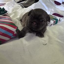 Dharma - Liver female Shih Tzu puppy in Toccoa, Georgia from Shorkie & Shih Tzu Haven
