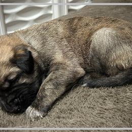 Grey - Brindle female Anatolian Shepherd Dog puppy in Clark, Wyoming from Fyne Acres