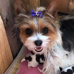 Yorkshire Terriers from Valentine's Tiny Yorkies