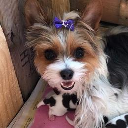 Yorkshire Terriers from Valentine's Tiny Yorkies