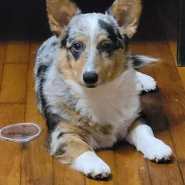 Benji - American Corgi