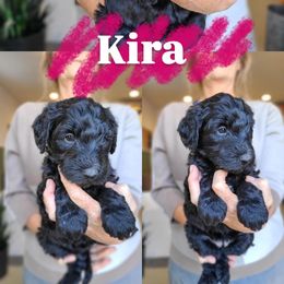 Kira - Black female Bernedoodle puppy in Wagener, South Carolina from Noble Friend Breeders LLC