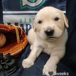 Black collar boy - Light golden male Golden Retriever puppy in Rochester, Washington from Grand Mound Goldens