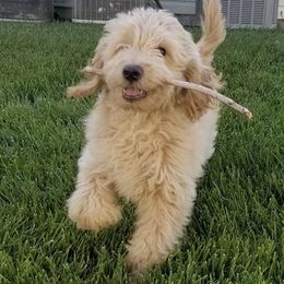 Goldendoodle Puppies from High Country Mini Goldendoodles