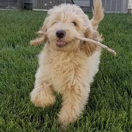 Goldendoodle Puppies from High Country Mini Goldendoodles
