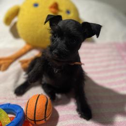 Ava - Black female Miniature Schnauzer puppy in San Diego, California from KMS-Miniature Schnauzers