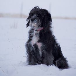 Syrena - Aussiedoodle