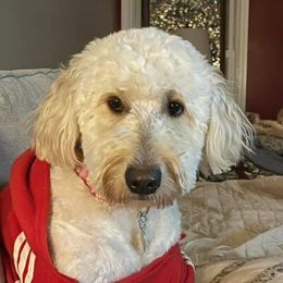 Noel  - Goldendoodle