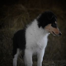 Hunter - Black white and tan Collie puppy in Festus, Missouri from Shining R Rough Collies