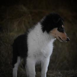 Hunter - Black white and tan Collie puppy in Festus, Missouri from Shining R Rough Collies