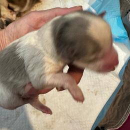 Boy 4 - Silver and white male Pomsky puppy in Leesburg, Virginia from Capital Pomsky