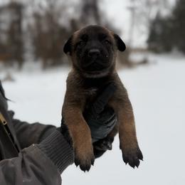 Brienne - Fawn female Belgian Malinois puppy in Baltimore, Maryland from Abenteurer German Shepherds & Belgian Malinois