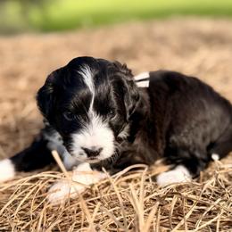 Purple collar toy - Black tri-color female Aussiedoodle puppy in 32046, Florida from River Hill Ranch