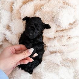 Ash - Silver female Poodle puppy in Chapel Hill, North Carolina from Cyndi’s Poodles