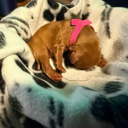 Dancer - Ruby female Cavalier King Charles Spaniel puppy in Destin, Florida from Ruby’s Coastal Cavaliers