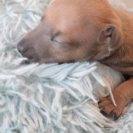 Swiftie - Blue fawn female Italian Greyhound puppy in Lancaster, Texas from Lopez G Kennel
