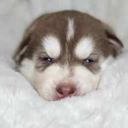 Female 1 - Red and white female Siberian Husky puppy in (Formally Lake Lillian, Minnesota) Old Fort, North Carolina from Antler Creek Siberians