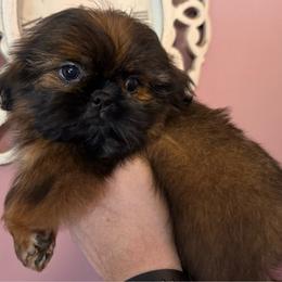 GRETEL - Red female Shih Tzu puppy in Kamilche, Washington from Serendipity Shih tzu