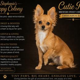 Cutie Pie - Chihuahua